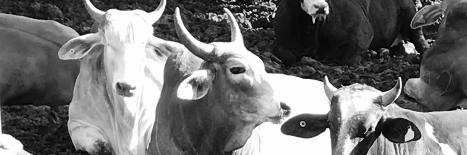 jandrovelaz's profile banner image