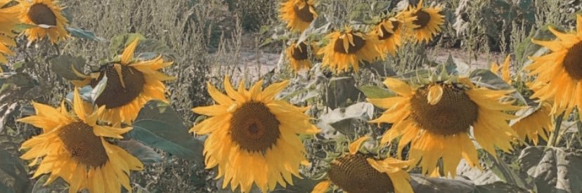 AliceMayStocker's profile banner image