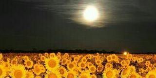 verorugel's profile banner image