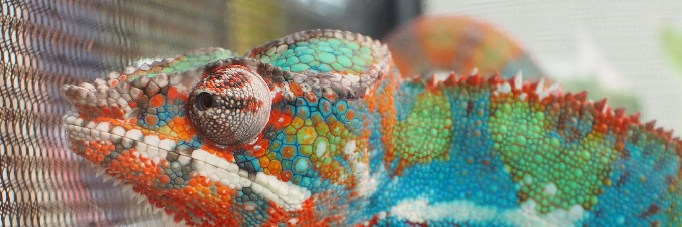 爬虫類フェス（九レプ、広レプ） banner