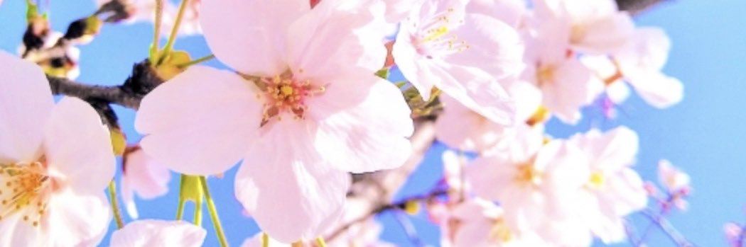 Emi 🇯🇵🌸画像転用🆗拡散希望 banner