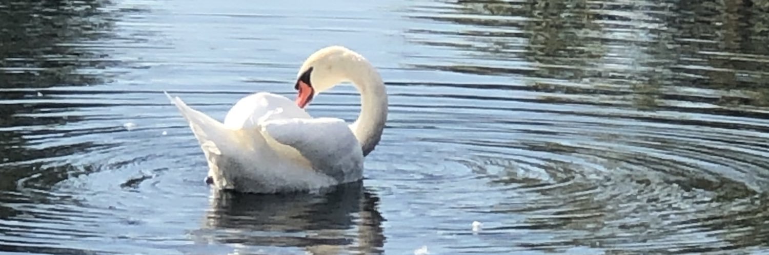 SwanMothers's profile banner image