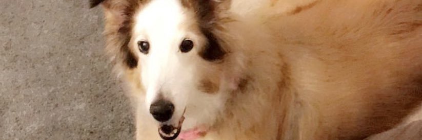RMchugh0's profile banner image