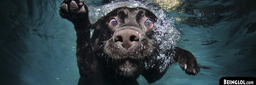 AwesomePetz's profile banner image