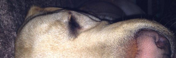 Milo Labrador Profile Banner