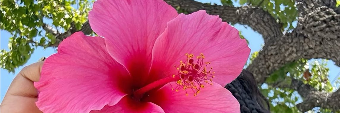 gracedinscrubs banner