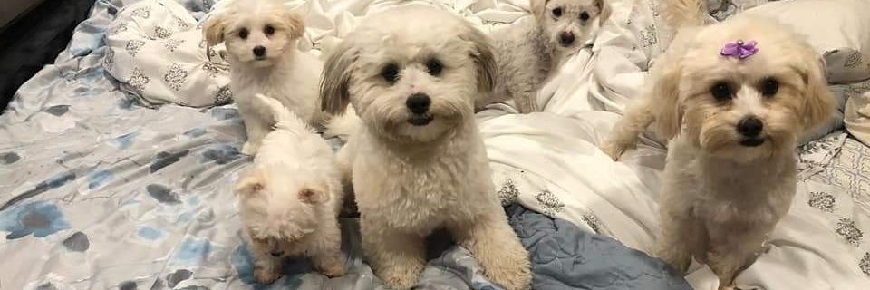 malianty's profile banner image