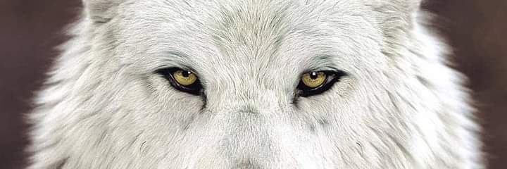 JoseGpe1271's profile banner image