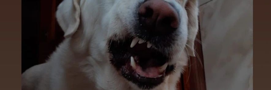 yumaGV's profile banner image