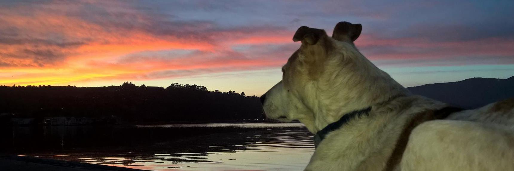 Stephen Wells banner