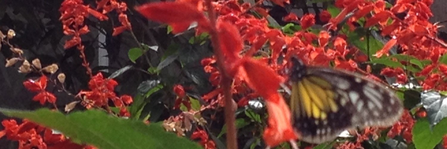 laylam1401's profile banner image