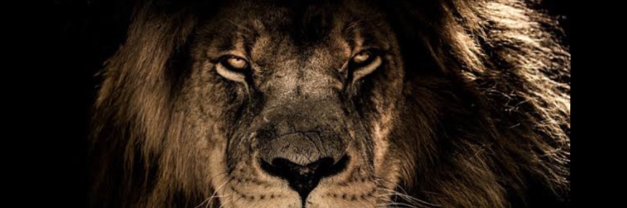leventunsal's profile banner image