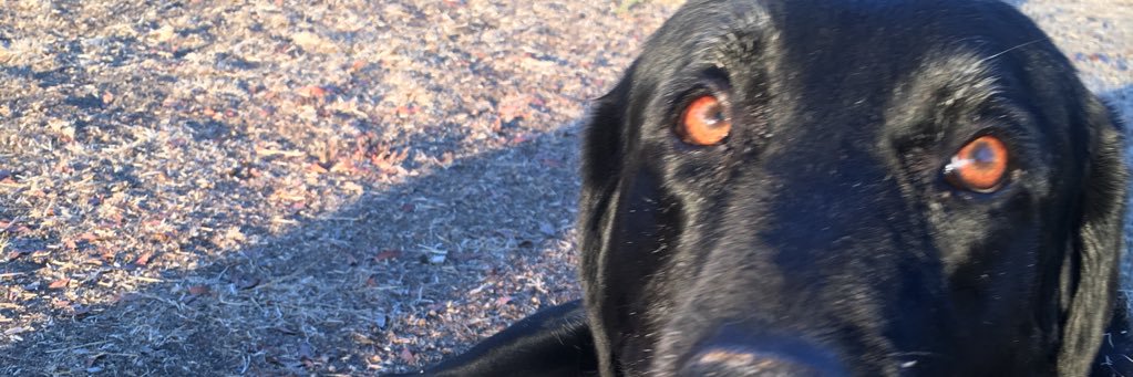 raydonutz's profile banner image