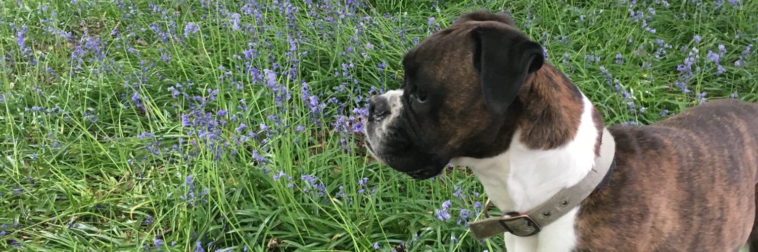 Angiesuph's profile banner image