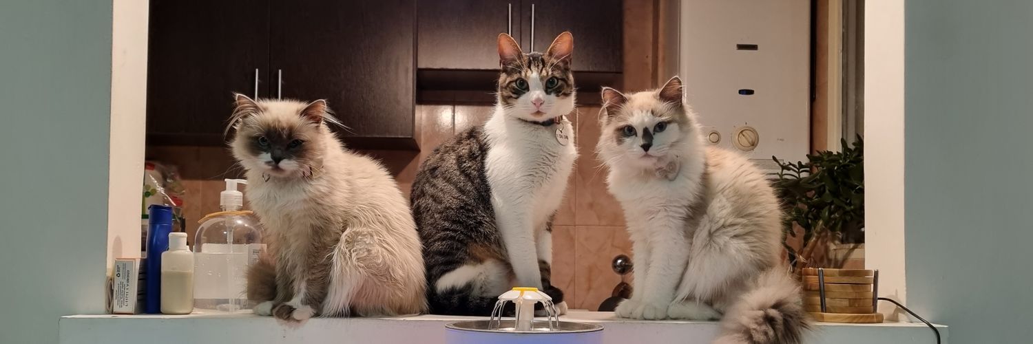 Majo (Taylor's Version)❤️‍🔥🧡 banner