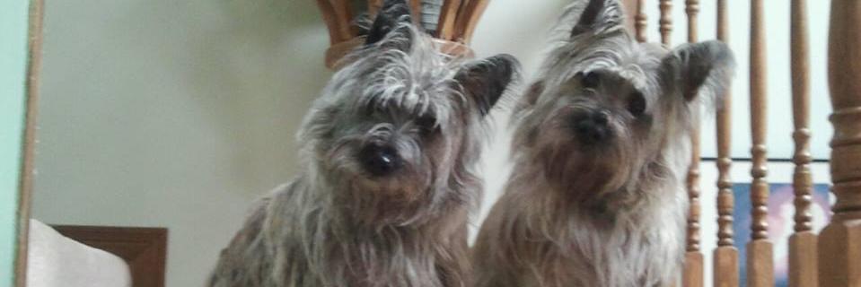 Bonnie banner