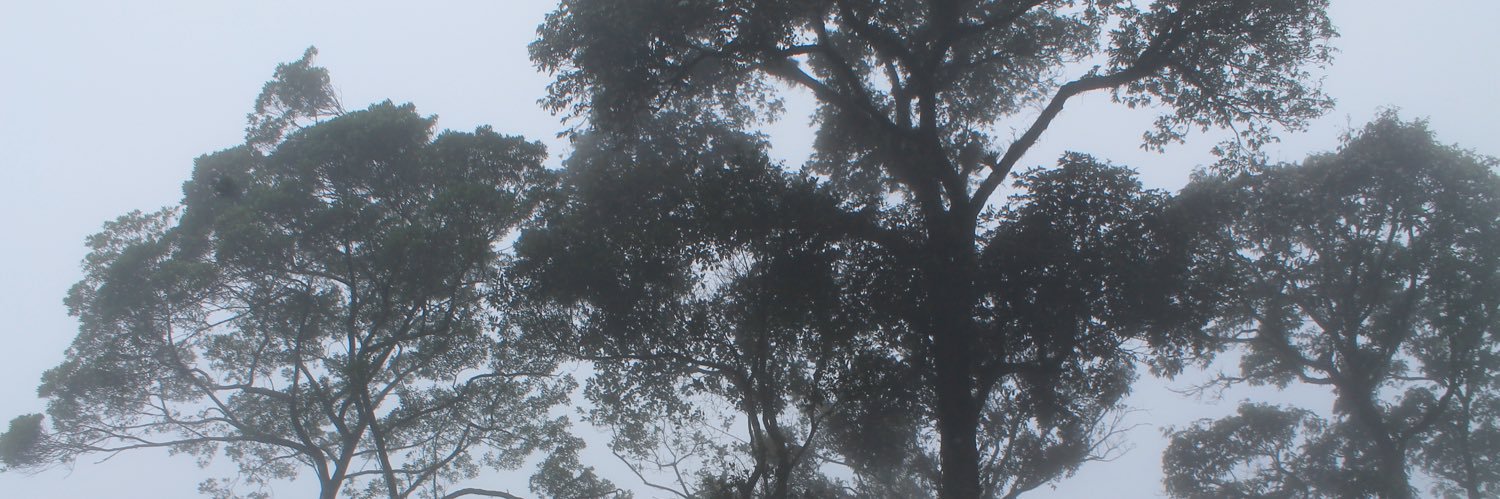 melymcclellan's profile banner image