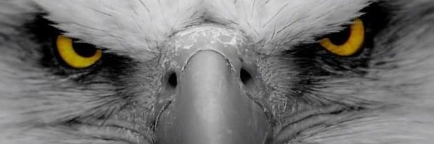 DebHerbage's profile banner image