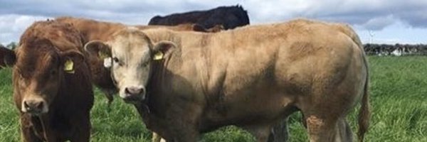 MarkKearney6 Profile Banner