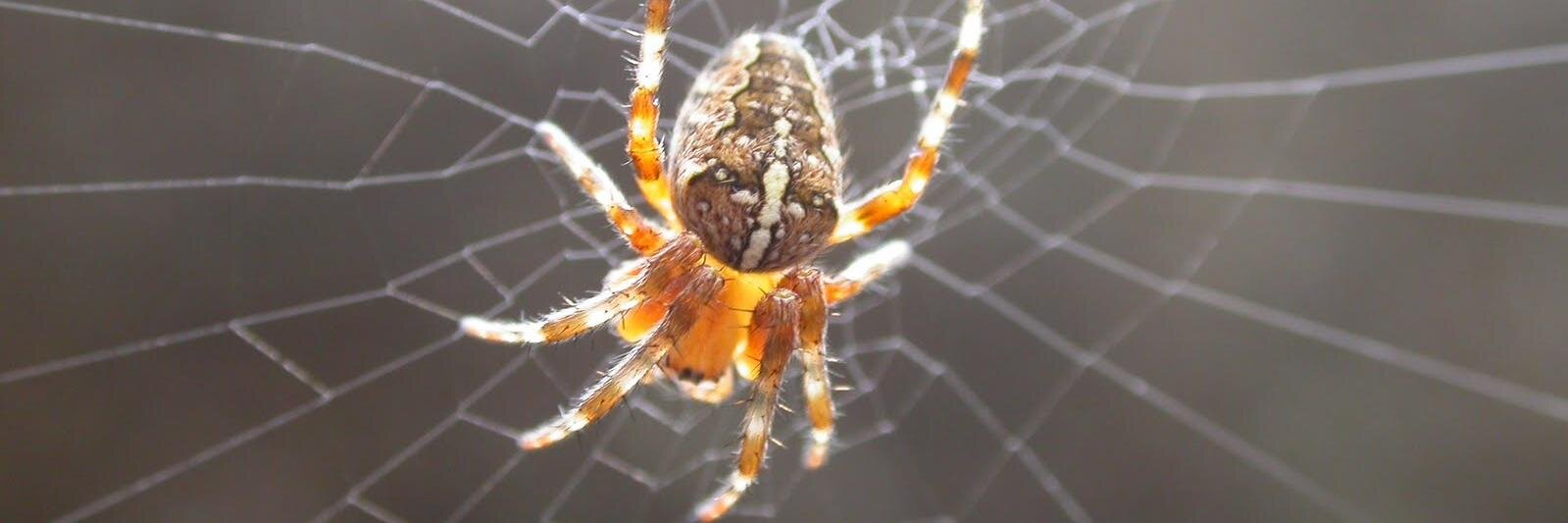 David Crosson banner