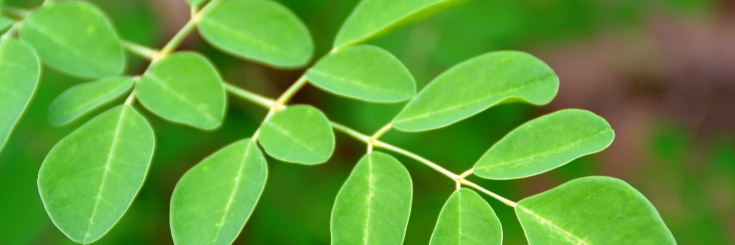 سعودي مورينقا banner