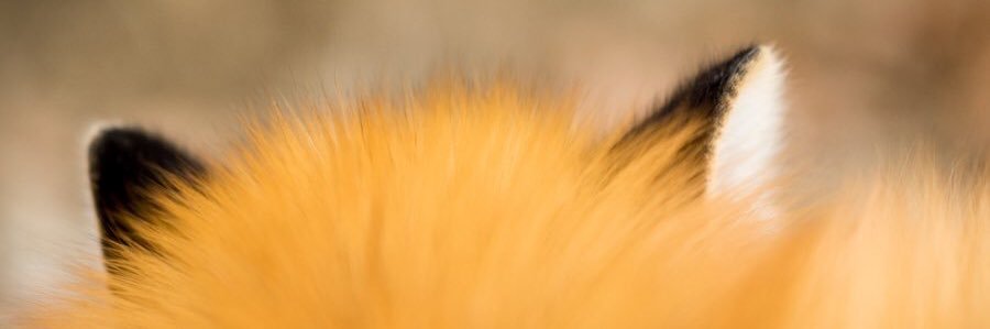 renjun the fox banner