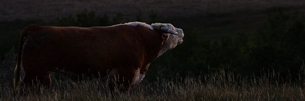 herefordcows Profile Banner