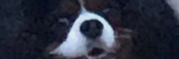 vagezal's profile banner image
