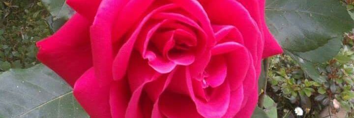24_Gioia's profile banner image