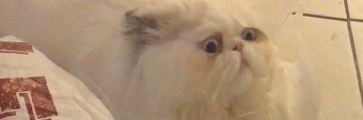 ameliadyson8's profile banner image