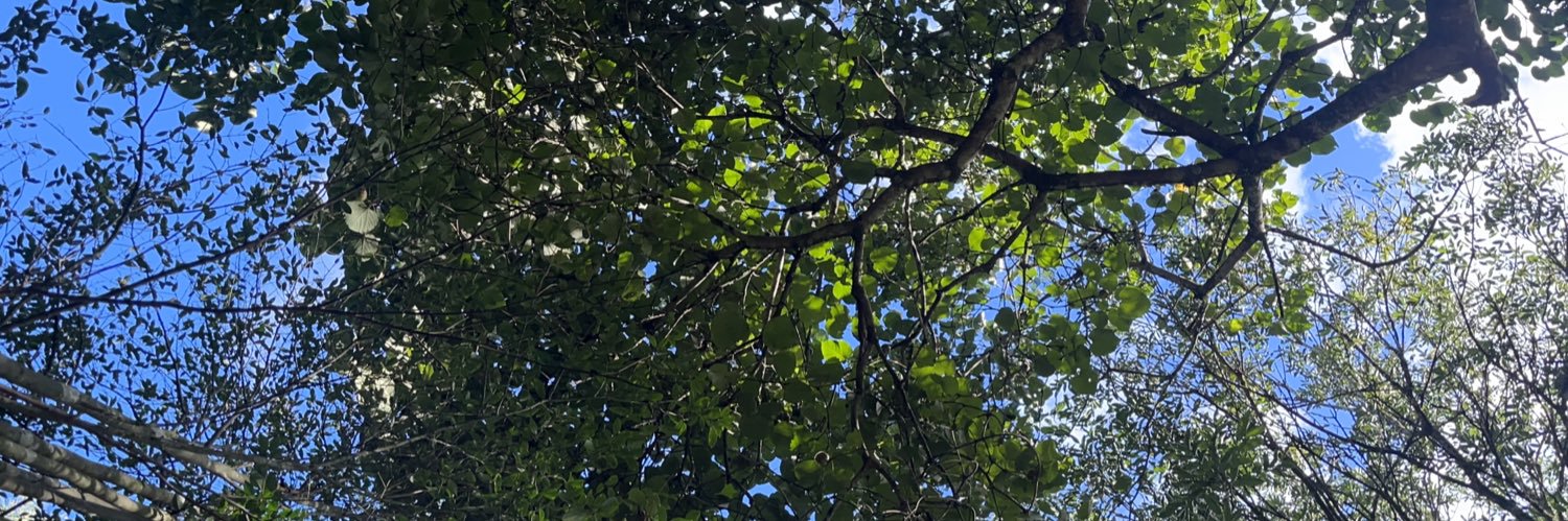 carol barcelos banner