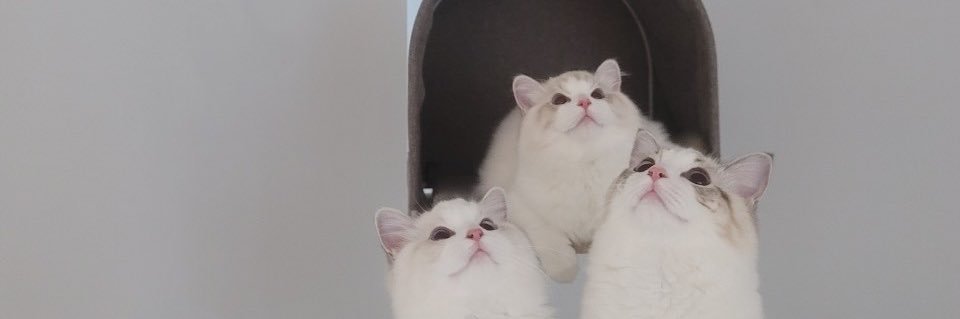 rightuptodamoon's profile banner image
