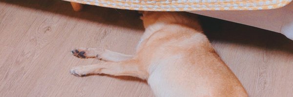 Daylight919 Profile Banner