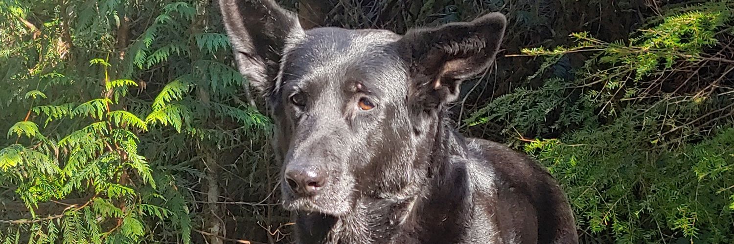 Commanchi's profile banner image