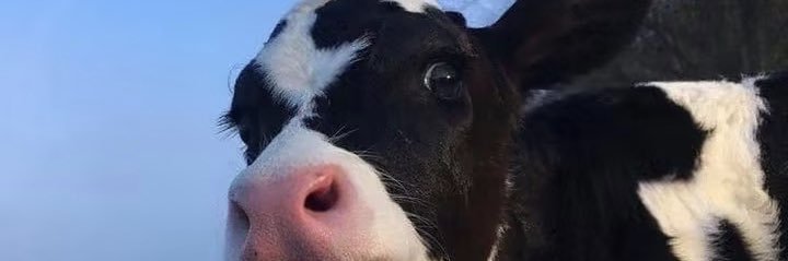 slicemyneck666's profile banner image