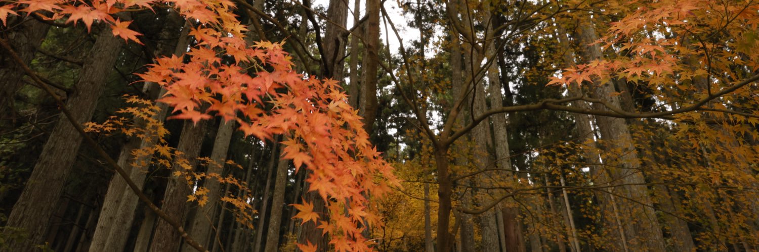 瑠羽うつろ banner