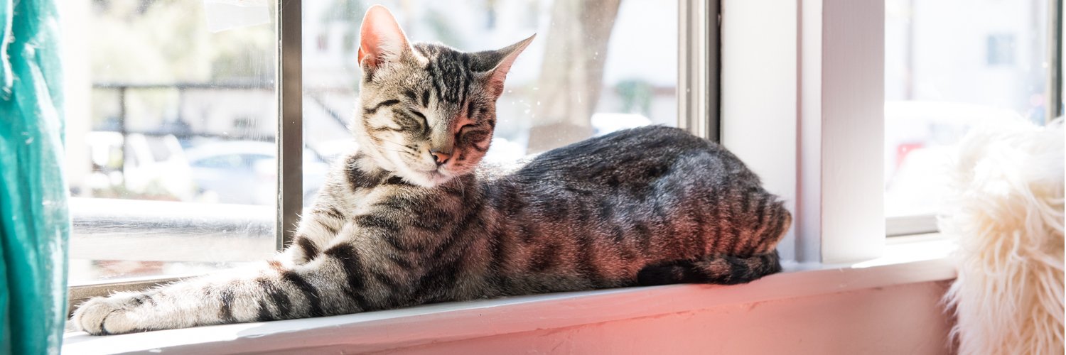 Cattherapysb's profile banner image