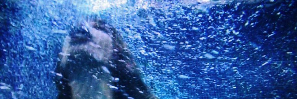 roberta stellato banner