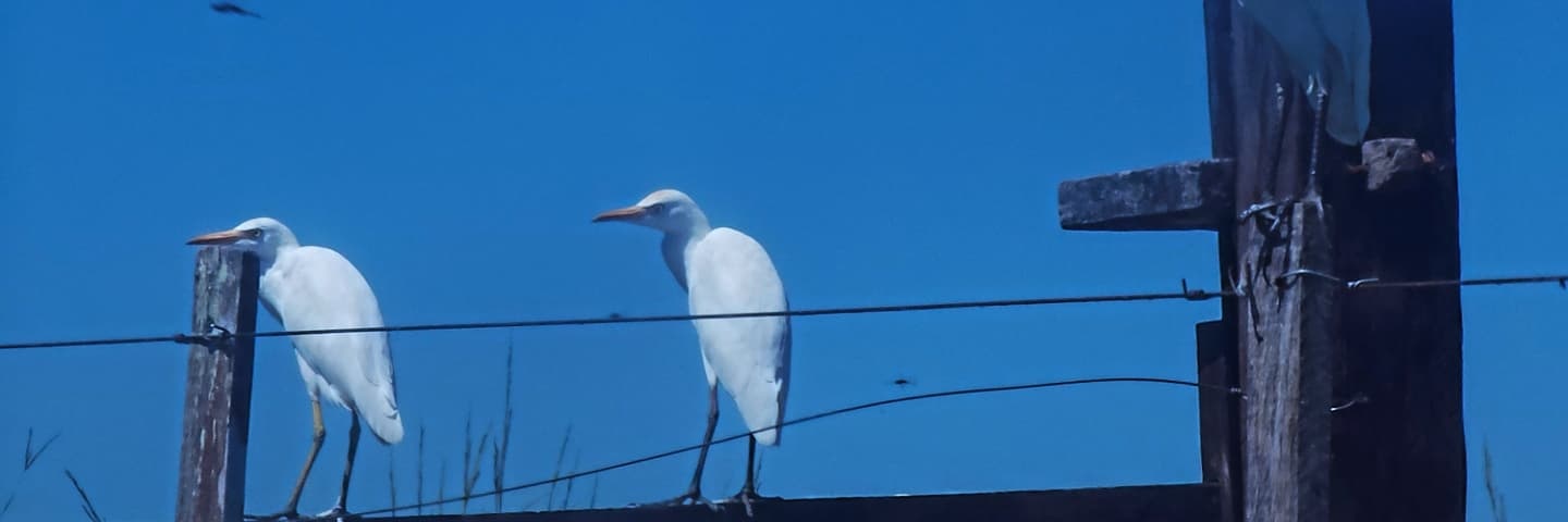 chekorasosa's profile banner image