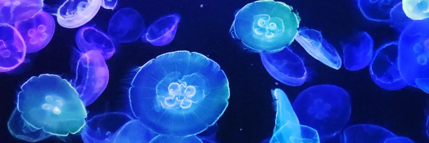 ventanaflor304's profile banner image