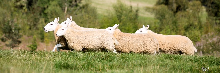 NC-Cheviot Society banner