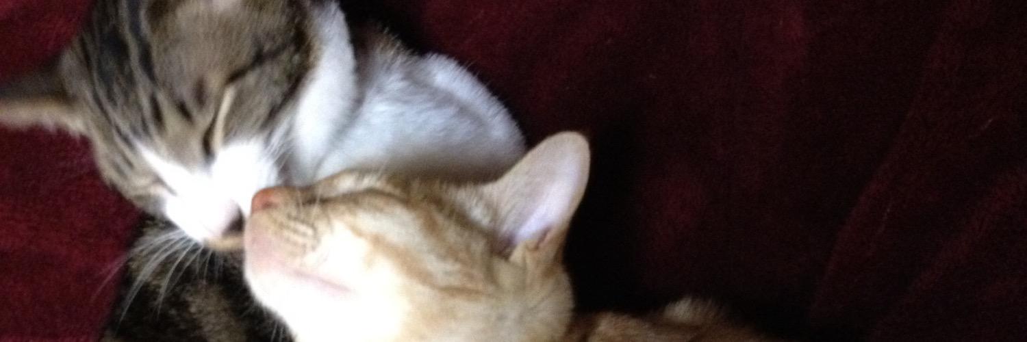 sintoracat's profile banner image