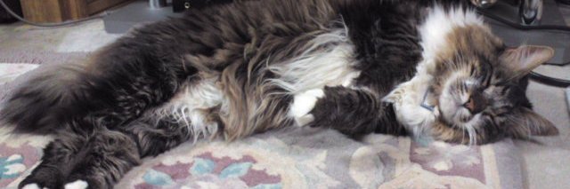 嘘付亭八百 banner