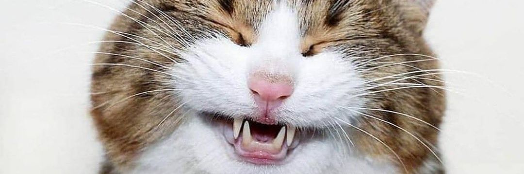 WinkOscar's profile banner image