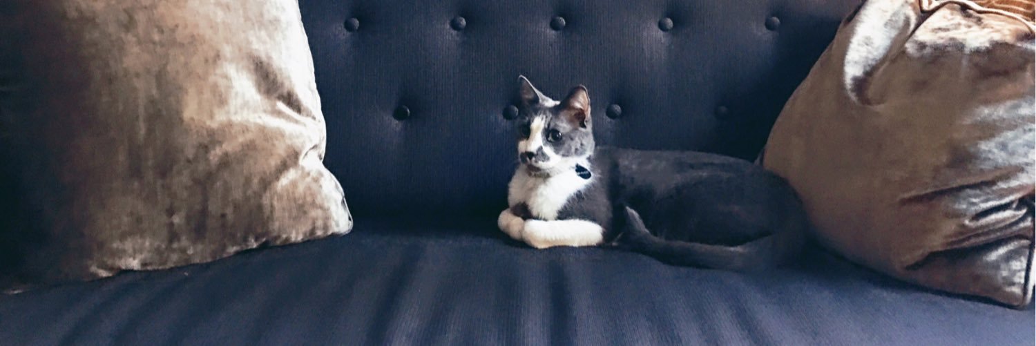 BuddyVonCat's profile banner image