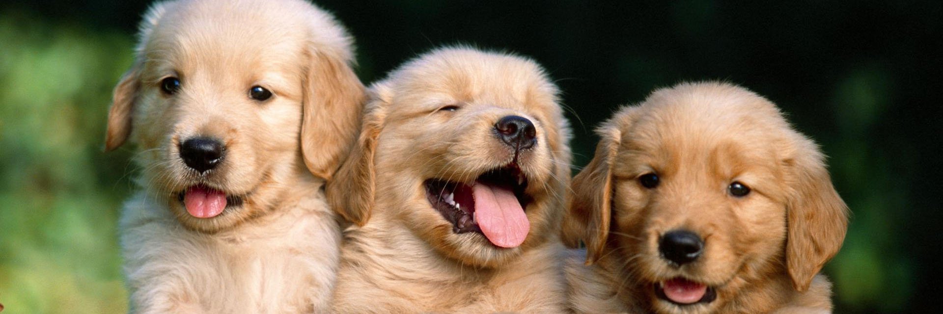 puppyingabout's profile banner image