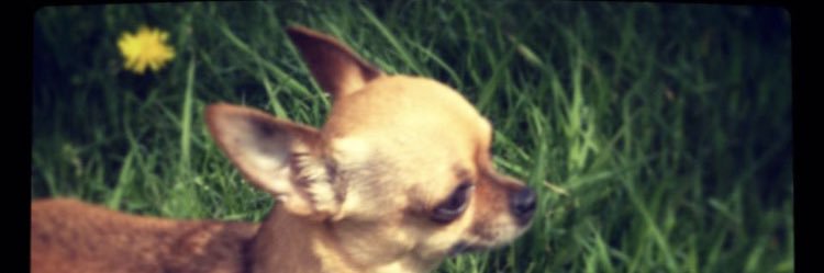 pixabelle's profile banner image