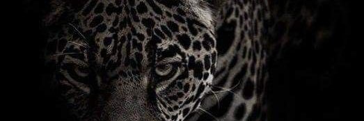 / #غزة. banner