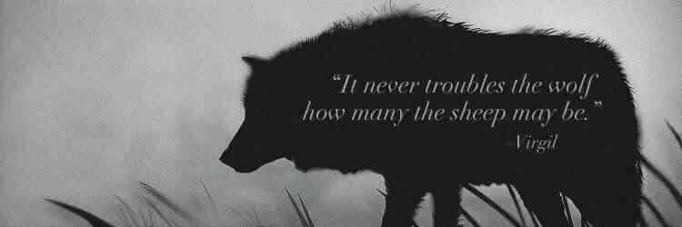 metalliwolf's profile banner image