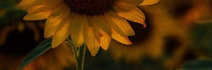 mrt_intn's profile banner image